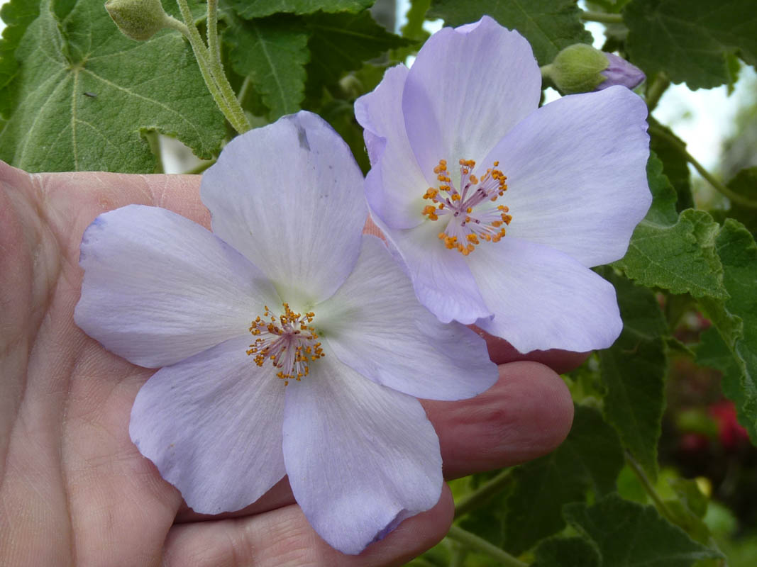Abutilon vitifolium